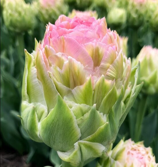 Tulpe 'Royal Tower'